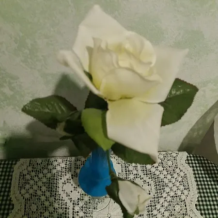 Rosa Bianca Vercelli